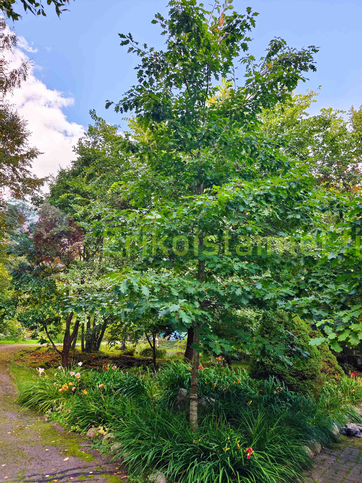 Quercus rubra - Punatammi