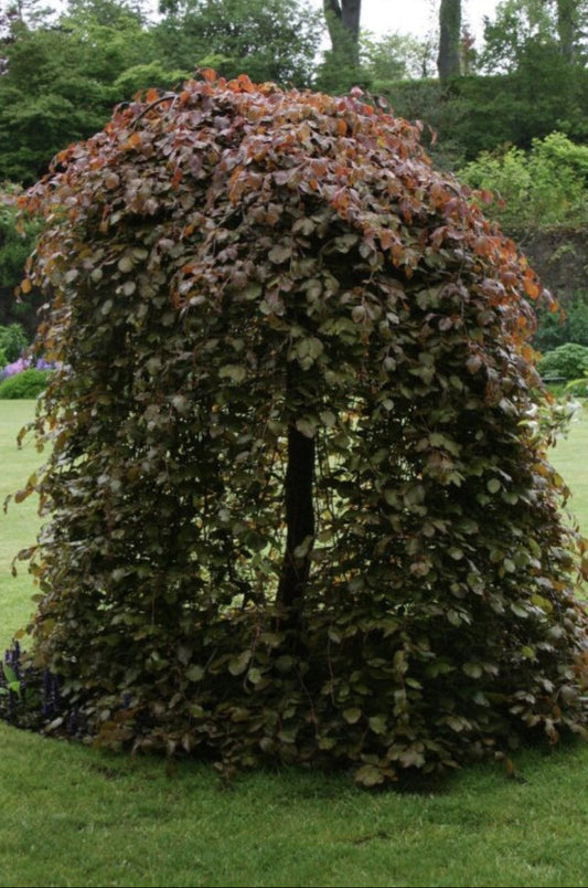 Fagus sylvatica 'Purple Fountain' - Riippapunapyökki, Riippaveripyökki, Punapyökki