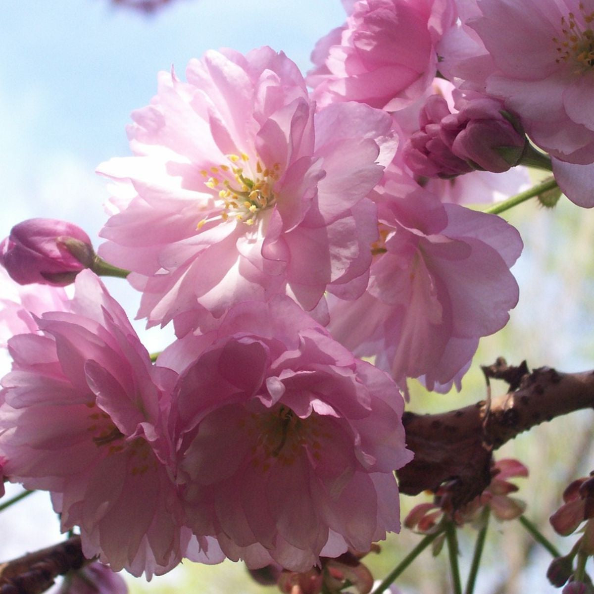 Prunus triloba - Ruusumanteli
