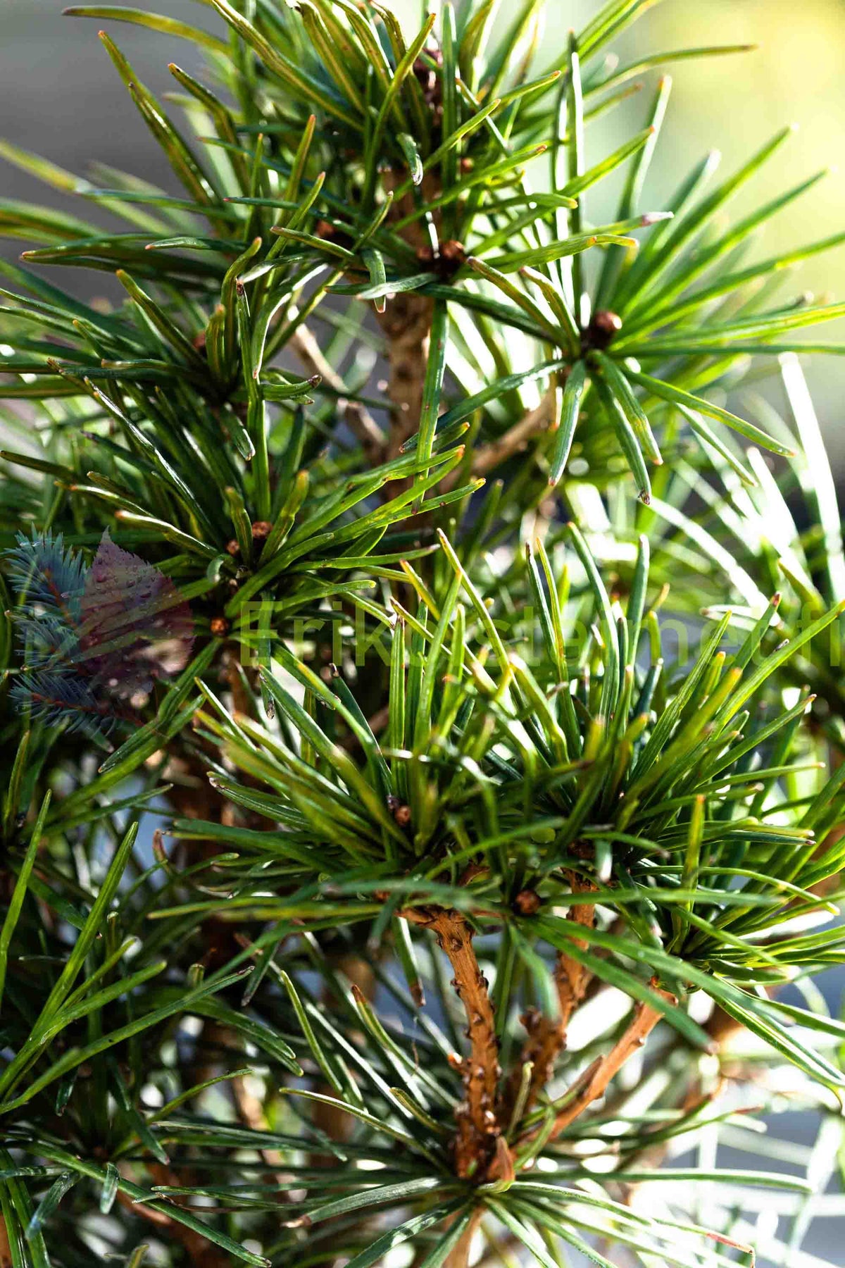 Sciadopitys verticillata - Japansk parasollgran