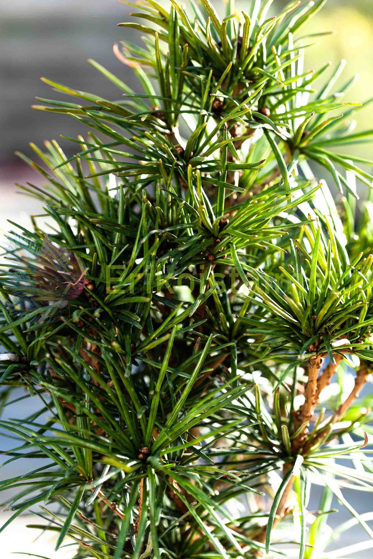 Sciadopitys verticillata - Japansk parasollgran