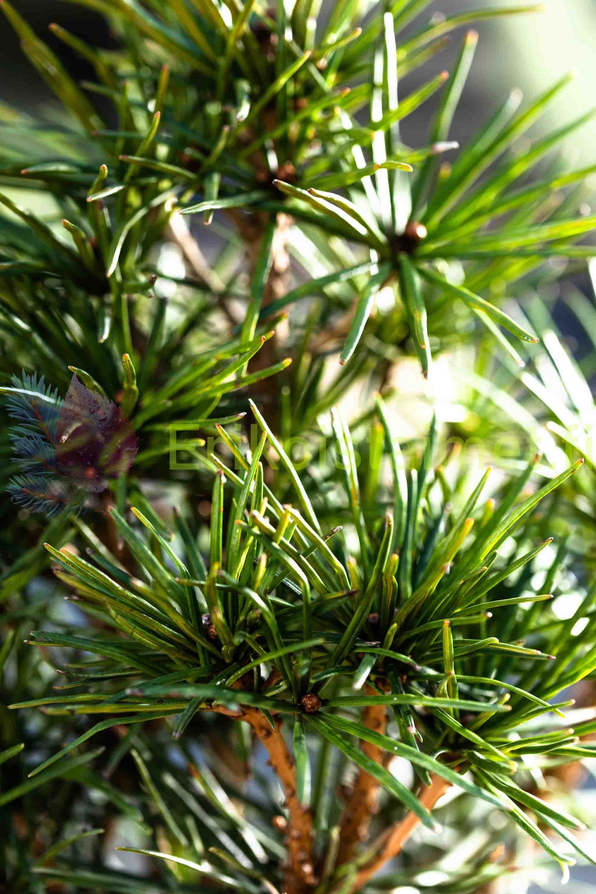 Sciadopitys verticillata - Japansk parasollgran