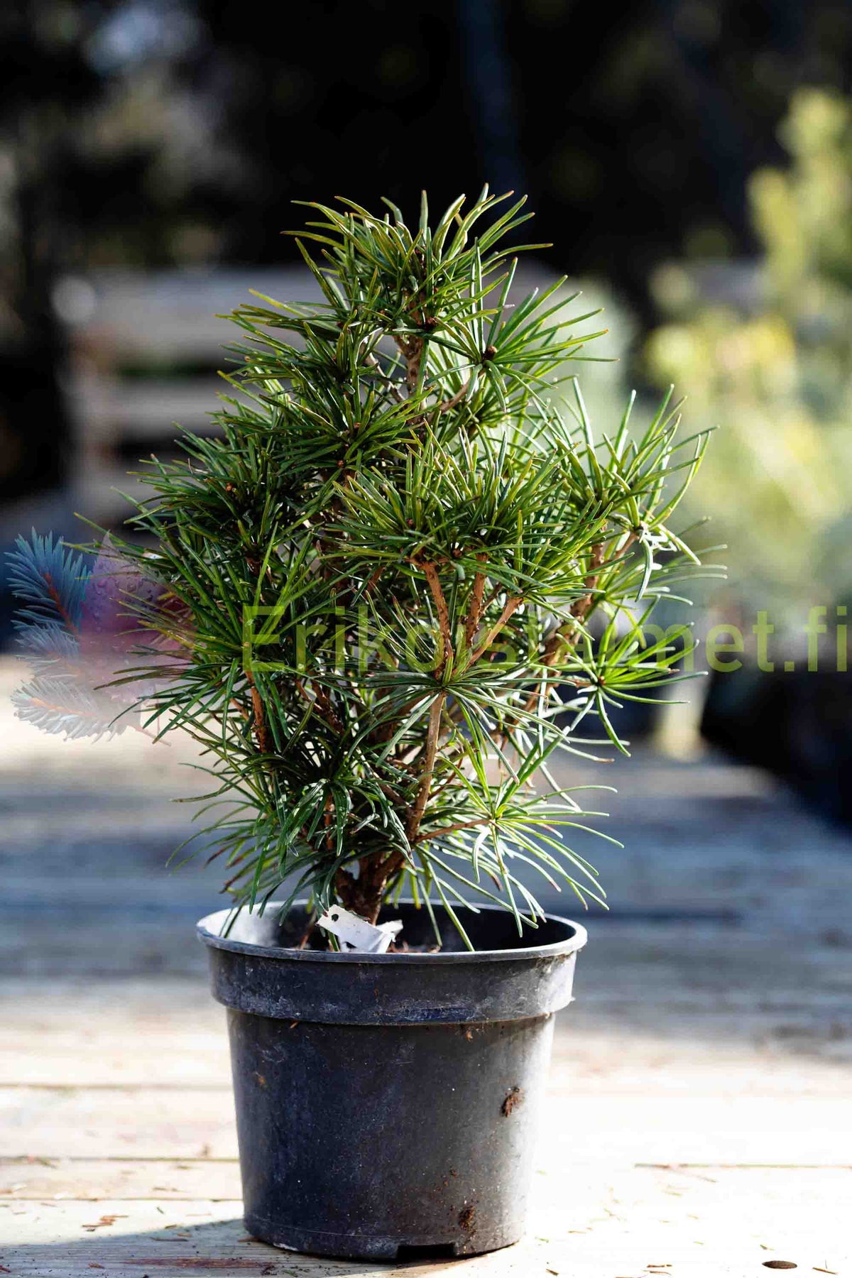 Sciadopitys verticillata - Japansk parasollgran