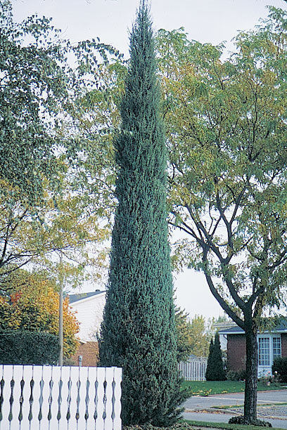 Juniperus Virginiana 'Skyrocket' - Blyertsen