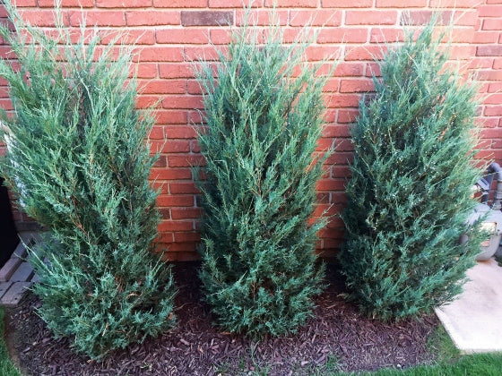 Juniperus Virginiana 'Skyrocket' - Blyertsen