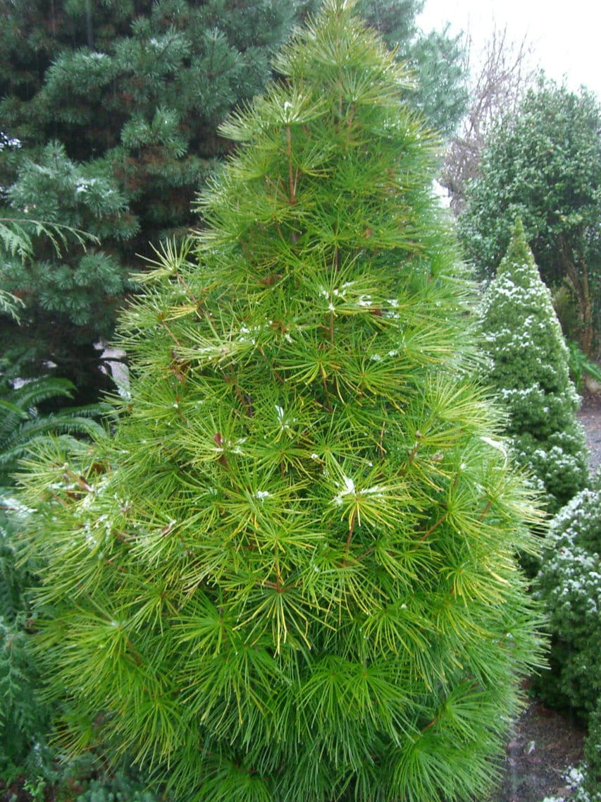 Sciadopitys verticillata - Japansk parasollgran