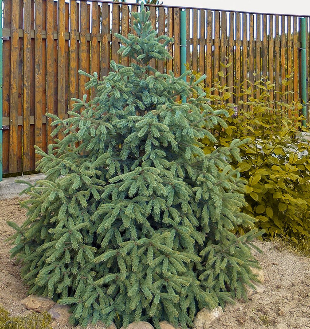 Picea engelmannii - Engelmannsgran
