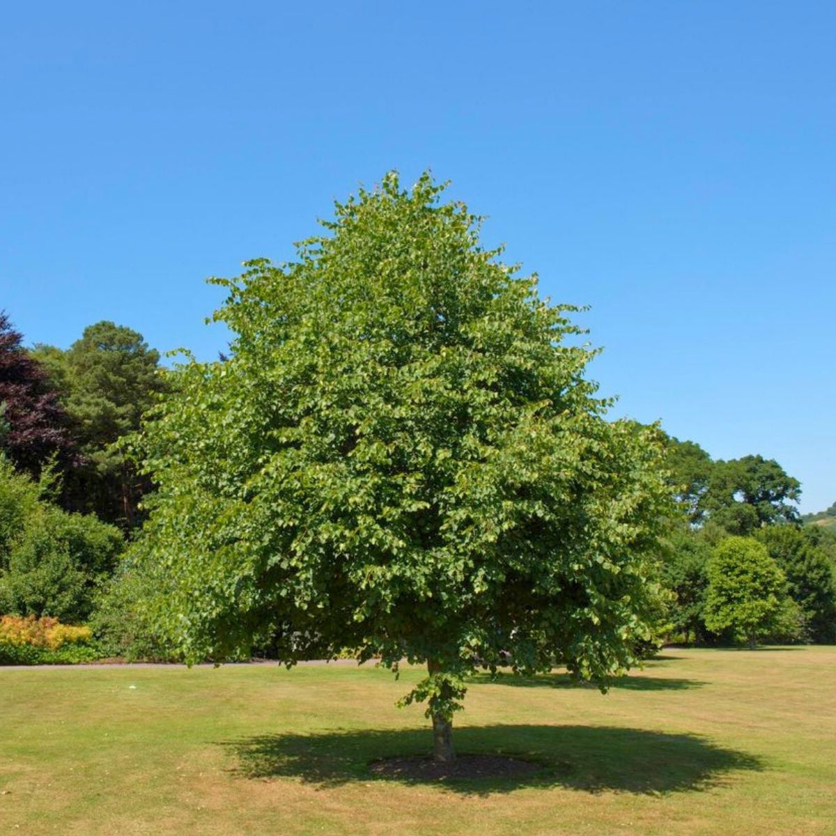 Tilia cordata - Metsälehmus