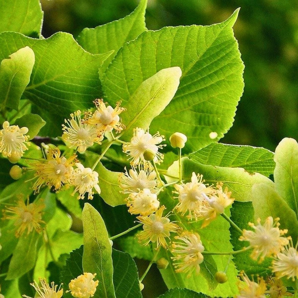 Tilia cordata - Metsälehmus