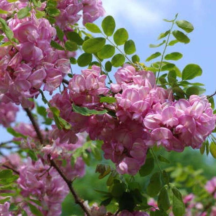 Robinia pseudoacacia - Robinia