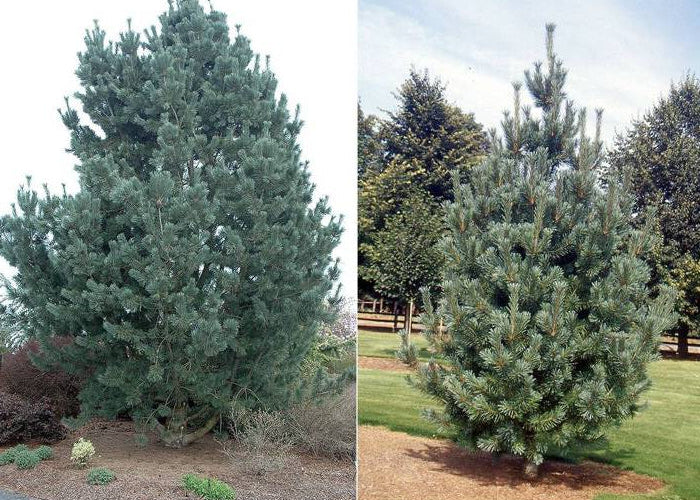 Pinus Flexilis 'Vanderwolf's Pyramid' - Rocky Mountains contortatall