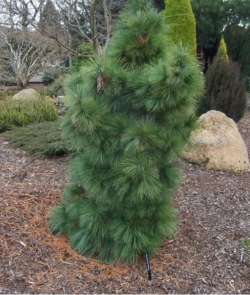 Pinus Schwerinii 'Wiethorst' - Dvärg-hybridtall