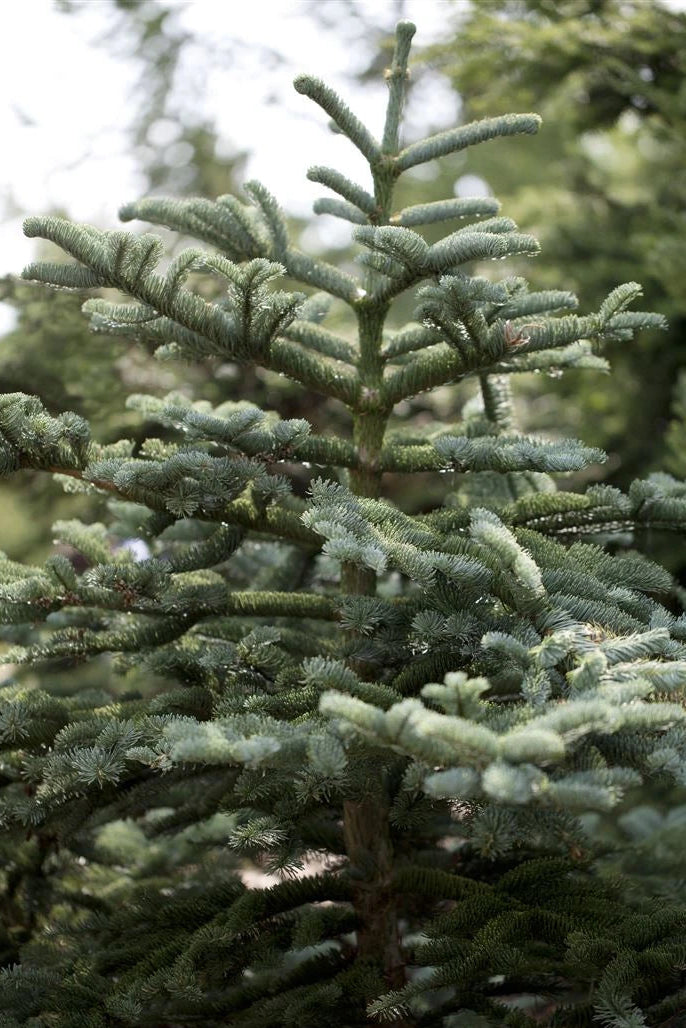 Abies concolor - Harmaapihta