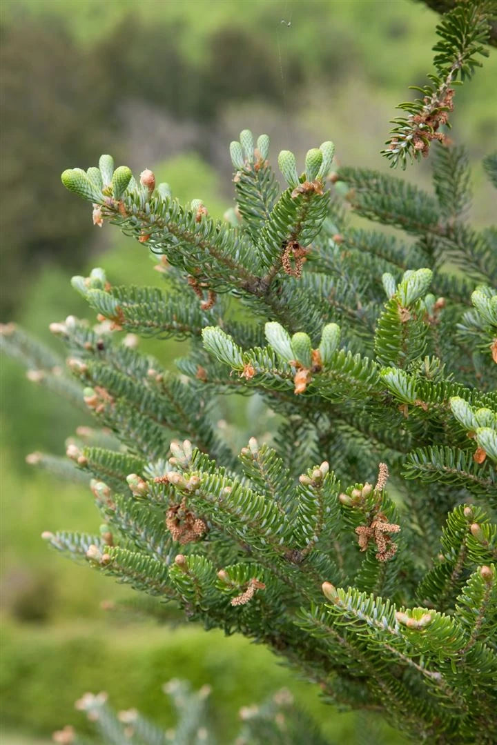 Abies koreana 'Silberlocke' - Kääpiökoreanpihta