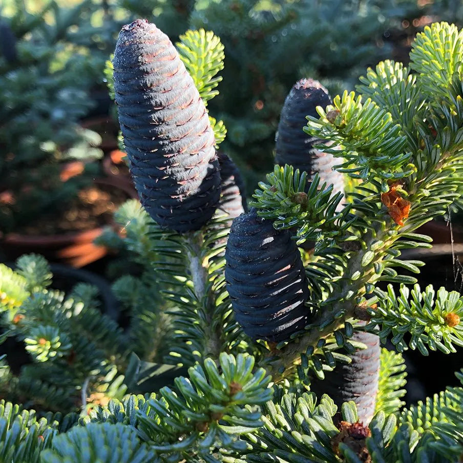 Abies lasiocarpa var. arizonica - Korkkilännenpihta