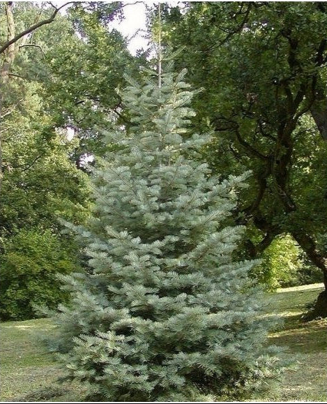 Abies concolor - Harmaapihta