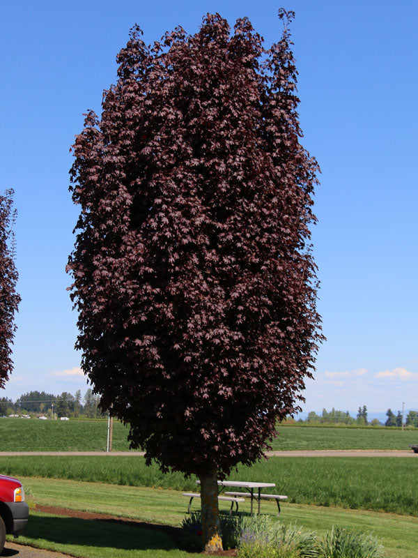 Acer platanoides 'Crimson Sentry' - Pelarblodlönn