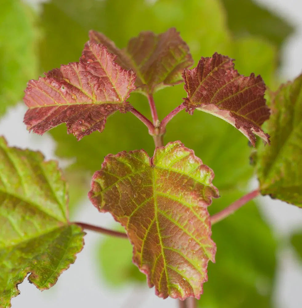Acer tataricum 'Ginnala Fire' - Tataarivaahtera, pikkuvaahtera
