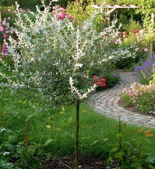 Salix repens argentea pa - Hietikkopaju PA 90