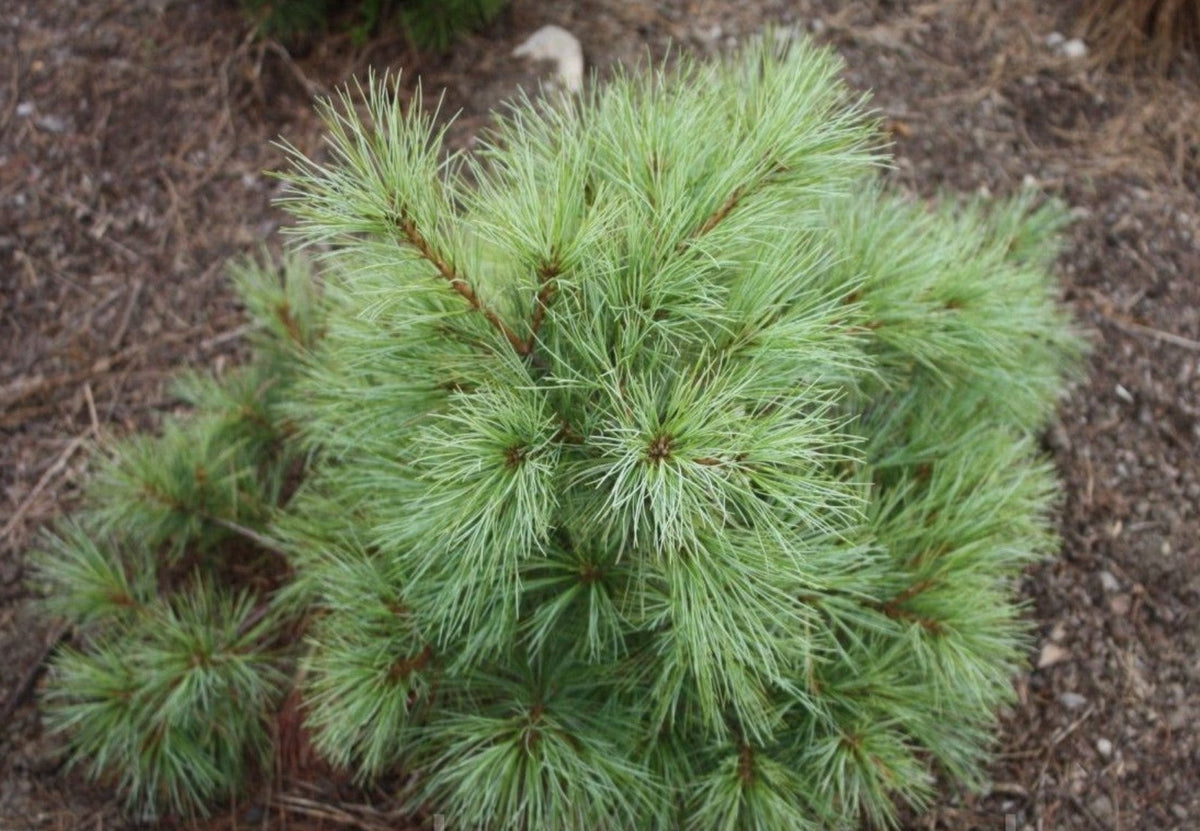 Pinus strobus 'Blue Shag' - Weymouthtall