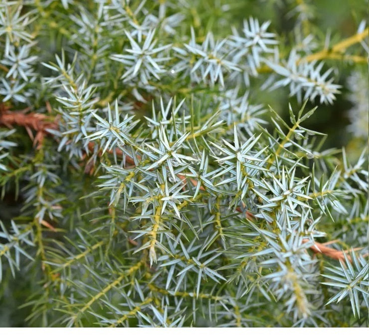 Juniperus chinensis 'Blue Alps' - kinesisk en