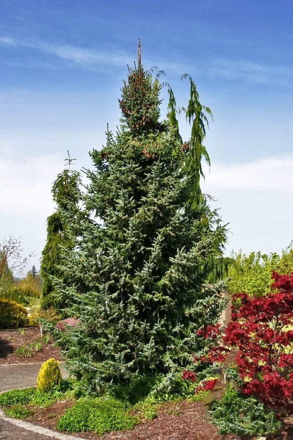 Picea Omorika "Bruns" - Serbian spruce 