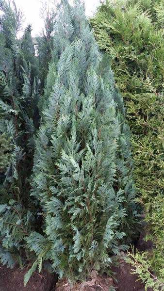 Chamaecyparis lawsoniana 'Columnaris' - Lawsoncypress