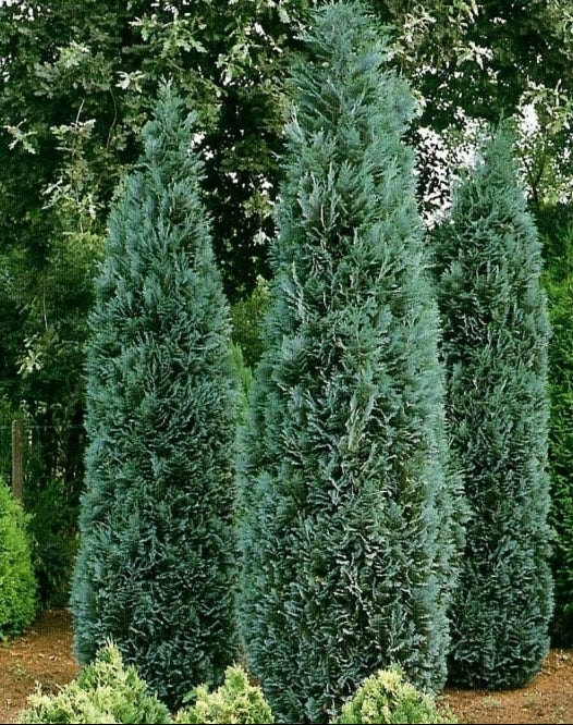 Chamaecyparis lawsoniana 'Columnaris' - Lawsoncypress
