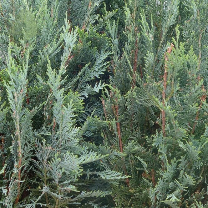 Chamaecyparis lawsoniana 'Columnaris' - Lawsoncypress