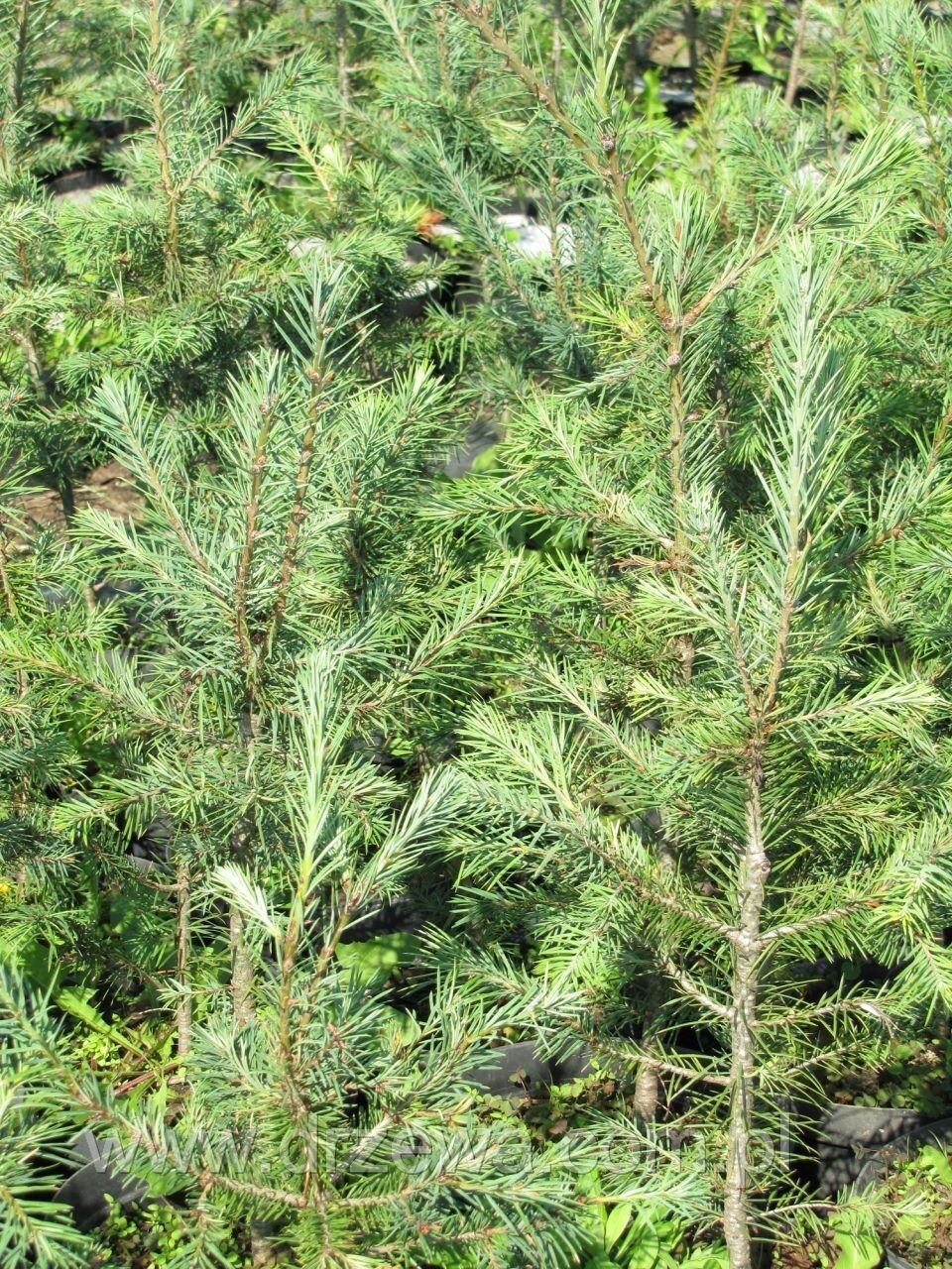 Pseudotsuga menziesii 'Glauca' - Blå douglasgran