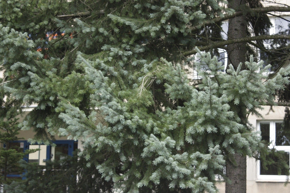 Pseudotsuga menziesii 'Glauca' - Blå douglasgran