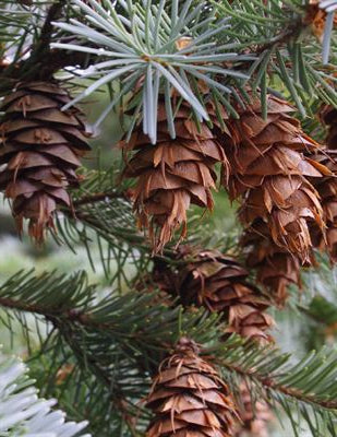Pseudotsuga menziesii 'Glauca' - Blå douglasgran