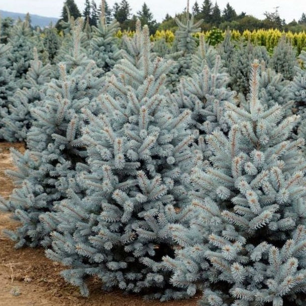 Picea Pungens "Blue Mountain" - Blue spruce 