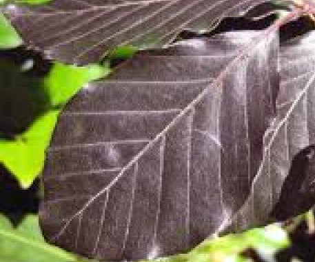 Fagus sylvatica 'Atropurpurea' - Punapyökki (Veripyökki)