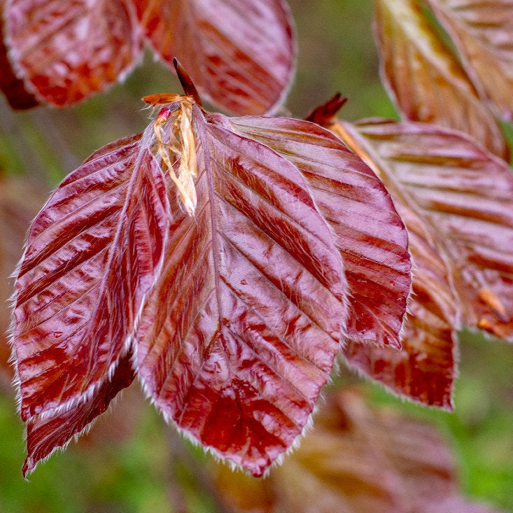Fagus sylvatica 'Atropurpurea' - Punapyökki (Veripyökki)