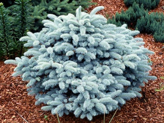 Picea pungens 'Glauca Globosa' - Pallohopeakuusi (sinikuusi)