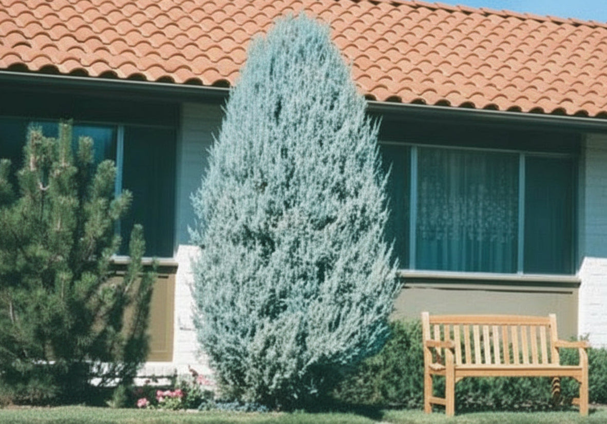 Juniperus Scopulorum 'Moonglow' - Kalliovuortenkataja