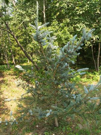 Picea pungens 'Iseli Foxtail' - Sinikuusi