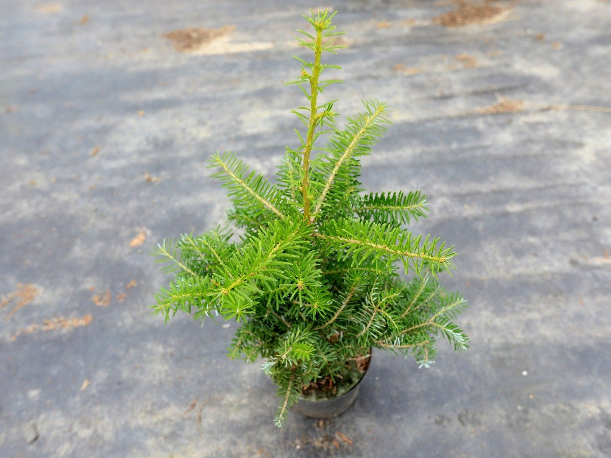 Abies koreana - Koreanpihta