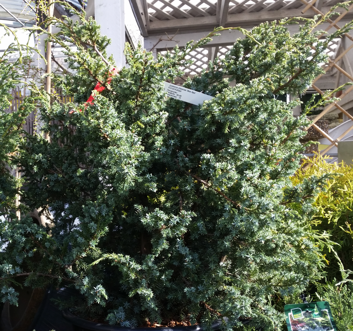 Juniperus chinensis 'Blue Alps' - kinesisk en