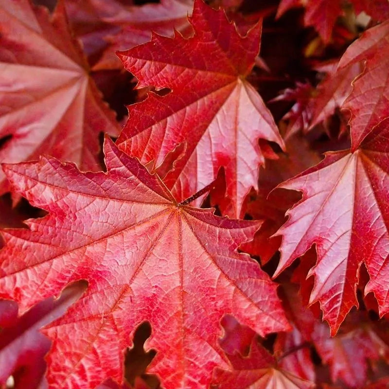 Acer platanoides 'Crimson Sentry' - Pelarblodlönn