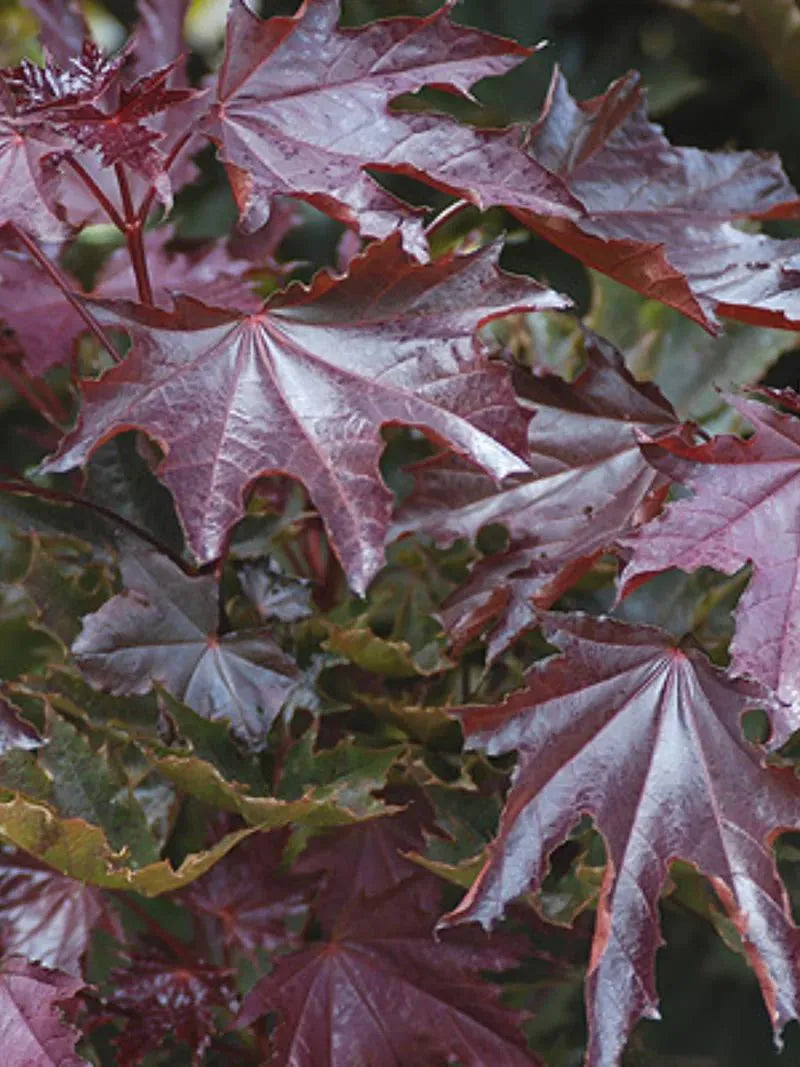Acer platanoides 'Crimson Sentry' - Pelarblodlönn