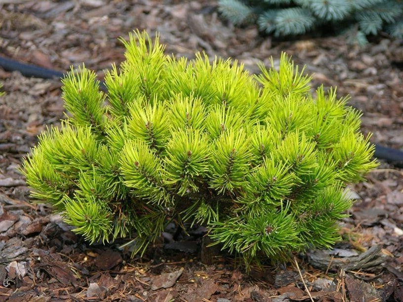 Pinus mugo 'Wintergold' - Dvärgbergtall