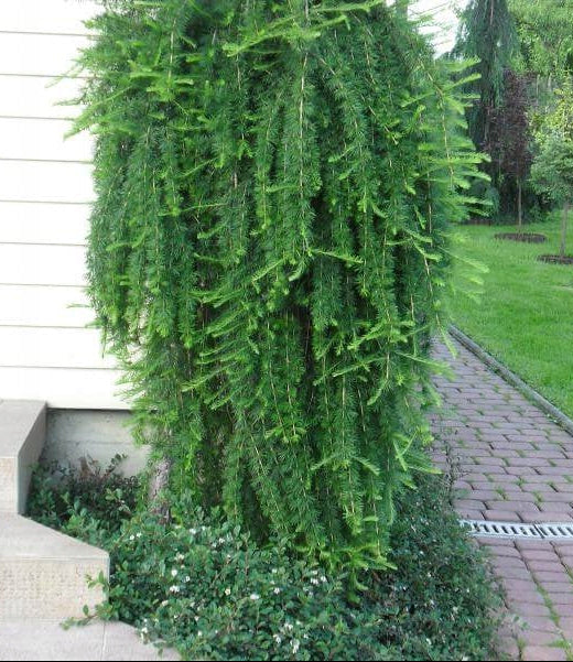 Larix decidua 'Pendula' - Riippaeuroopanlehtikuusi (vartettu, rungollinen)