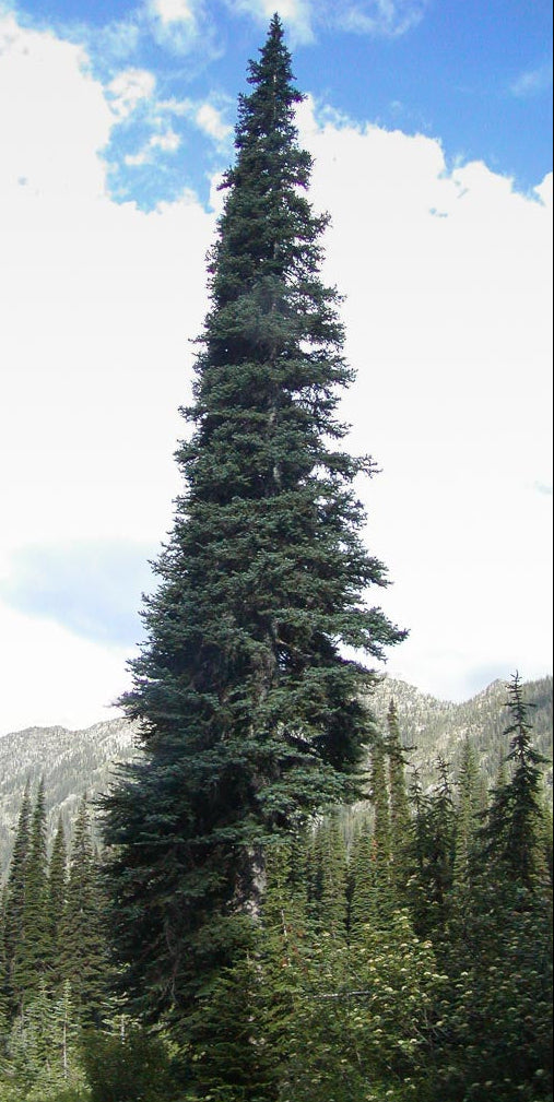 Abies lasiocarpa - Lännenpihta