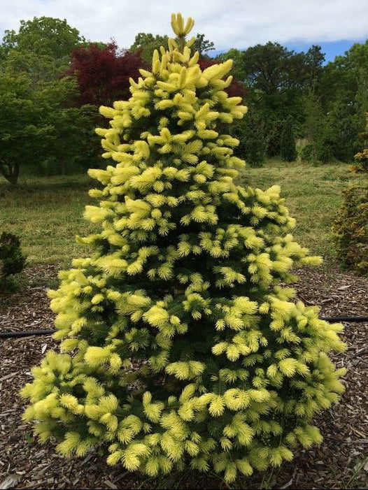 Picea Pungens 'Maigold' - Blågran (gul)