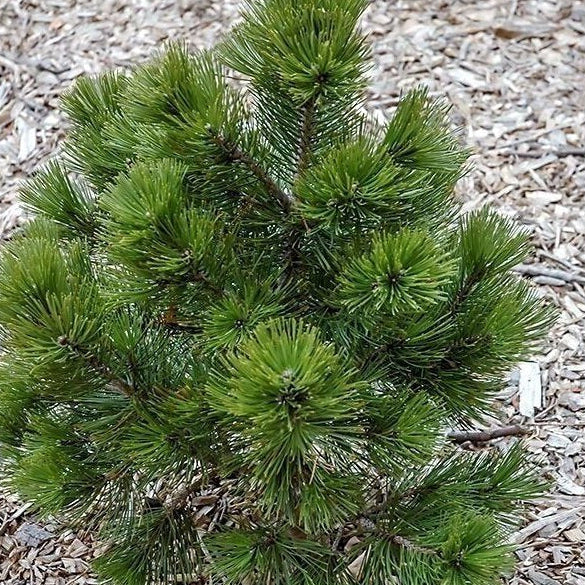 Pinus heldreichii (leucodermis) 'Nana' - Dvärgserbisktall