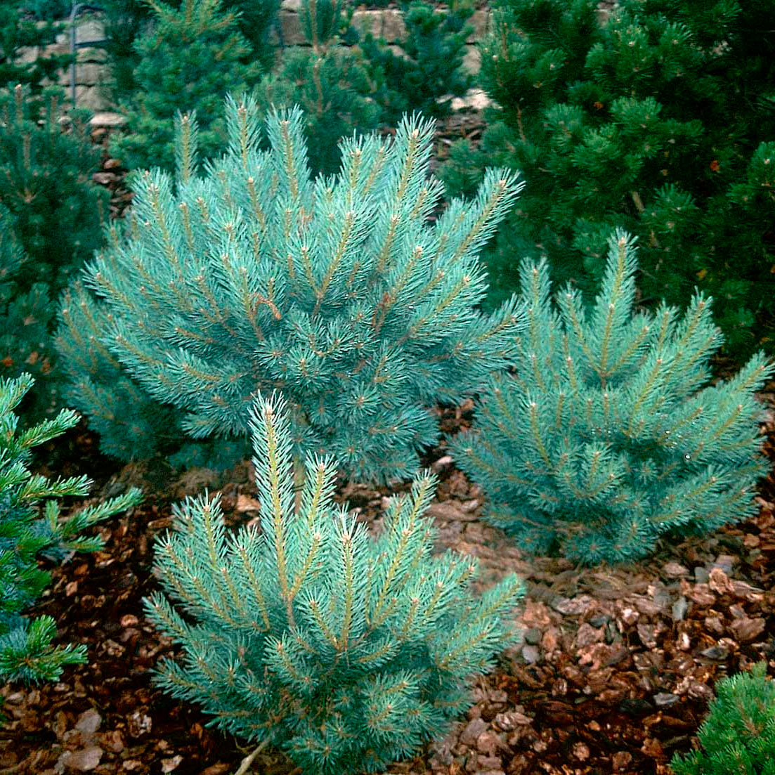 Pinus Sylvestris 'Watereri' - Dvärgfur