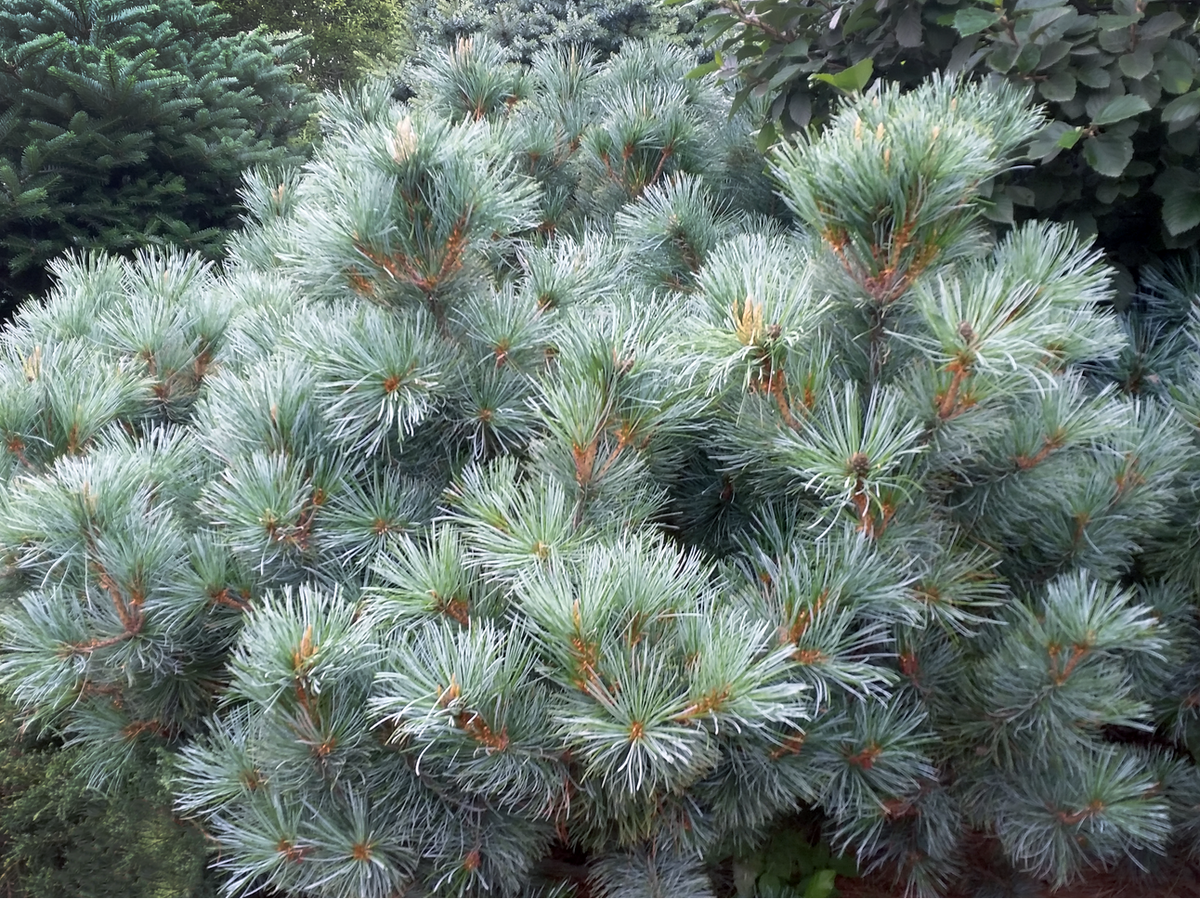 Pinus pumila 'Glauca' - Pensassembra