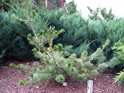 Pinus parviflora 'Green Monkey' - Neidonmänty